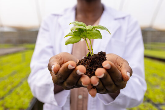 Holding young plant, farmer in white coat working at hydroponic farm
