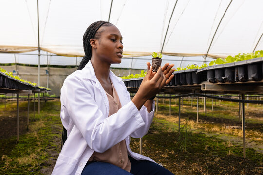 Female farmer in greenhouse examining young plant for hydroponic farming