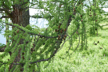 Pine tree branch with cones on a background of green grass.