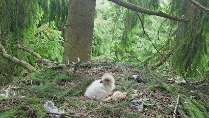 Lesser spotted eagle bird nest with a chick and egg, Clanga pomarina