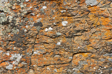 A rock covered in orange moss. Natural background.