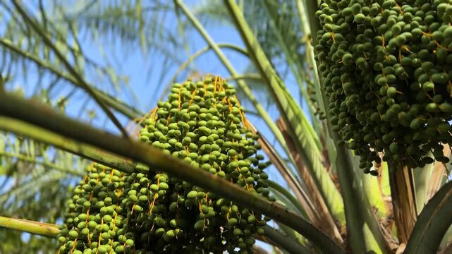 Palm dates in spring season tropical fruit tree with green raw fruit summer scenic sunshine in palm groves backyard garden orchard at morning time in saudi arabia iraq agriculture local people in Iran