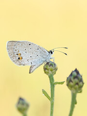 Beautiful nature scene with Short-tailed Blue (Cupido argiades). Macro shot of Short-tailed Blue (Cupido argiades) on the grass. Short-tailed Blue (Cupido argiades) in the nature habitat.