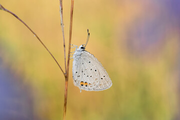 Beautiful nature scene with Short-tailed Blue (Cupido argiades). Macro shot of Short-tailed Blue (Cupido argiades) on the grass. Short-tailed Blue (Cupido argiades) in the nature habitat.