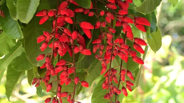 Erythrina falcata - corticeira da serra is a visual tree with edible red fruits.