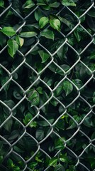 Green leaves intertwined with a chain-link fence, nature and urban contrast concept