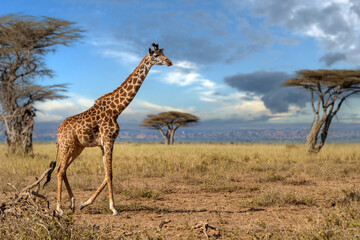 Giraffe walking across dry grass field in savannah