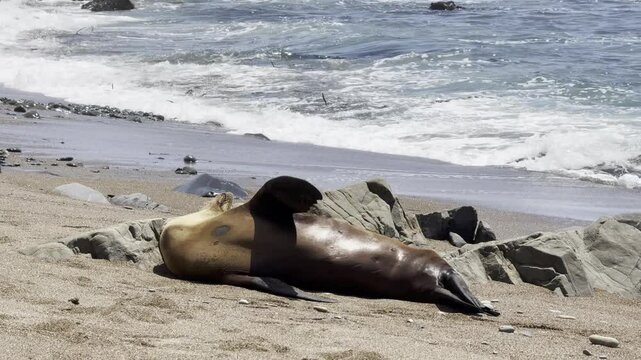 Female California sea lion raising  flipper while basking on beach in Central California town of Cambria's beach with ocean waves in background, static, 4k