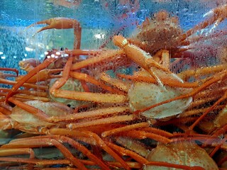 Red crabs in the aquarium - Korean seafood restaurant