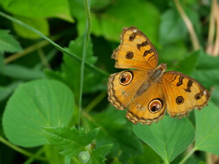 The Peacock Pansy ( Junonia almana ) butterfly on leaf with natural green background, Pattern similar to the eyes on the wing of orange color insect