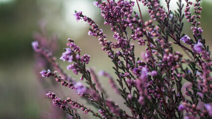 Fototapeta premium Macro de fleurs de bruyères sauvages