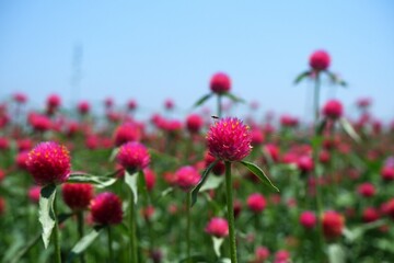 Blooming magenta flower (known as amaranth flower) with a bug on it and blue sky behind decorated in the garden, beautiful flower background