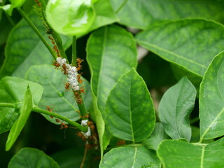 Group of Orange gaster or Weaver or Green tree ant herd and Cotton Mealy bugs on  green leaf on tree plantation, Tropical insect pests in Thailand