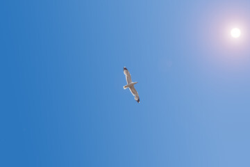 A white seagull soaring against a clear blue sky on a sunny summer day