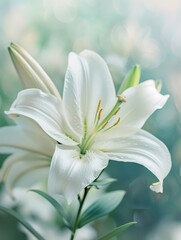 Obraz premium white lily
