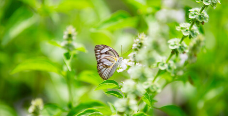 butterfly on a green grass