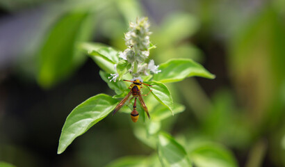 bug on a basil leaf