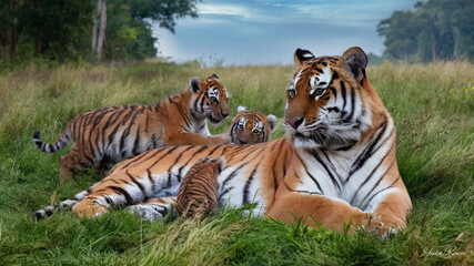 Fototapeta premium the mother tiger loving her cubs in the lush greenery.