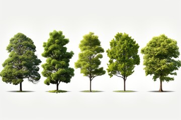 Obraz premium Collection Beautiful 3D Trees ,isolation white background