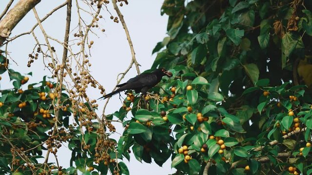 Asian Koel is eating fruit. The Asian koel (Eudynamys scolopaceus) is a large cuckoo parasite, laying its eggs in the nests of crows and other hosts who raise their young.