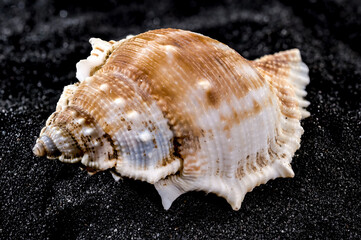 Bursa Spinosa Seashell on a black sand background