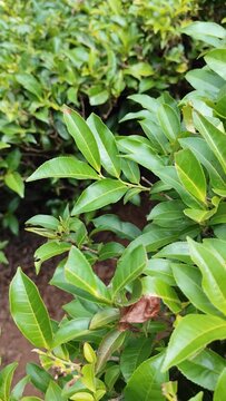 Tea leaves growing, super close up view of tea cultivation