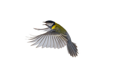 great tit in flight isolated on white background