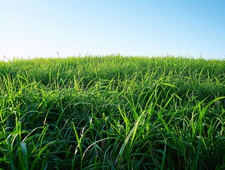 Obraz premium A vast meadow of lush, bright green summer grass illuminated by the warm sunlight, casting gentle shadows and highlighting the vivid texture of the blades with a clear blue sky above