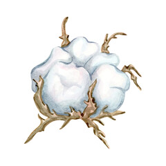 Cotton watercolor hand drawn, dry branch, single element clipart. Fluffy cotton for fabric and design, dried flowers..