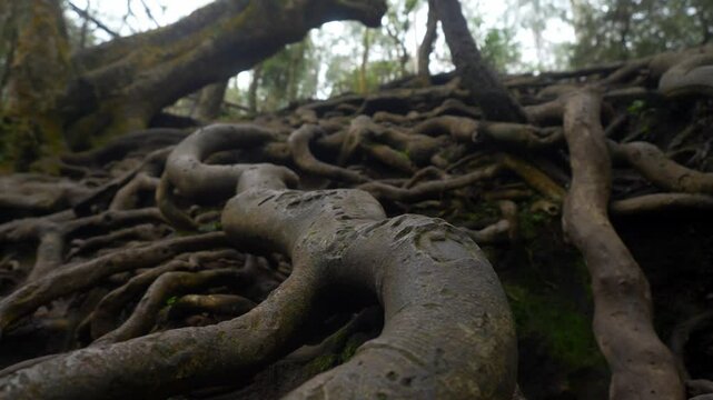 Giant tree roots above the ground in tropical forest in Guna Cave, Kodaikanal, Tamil Nadu