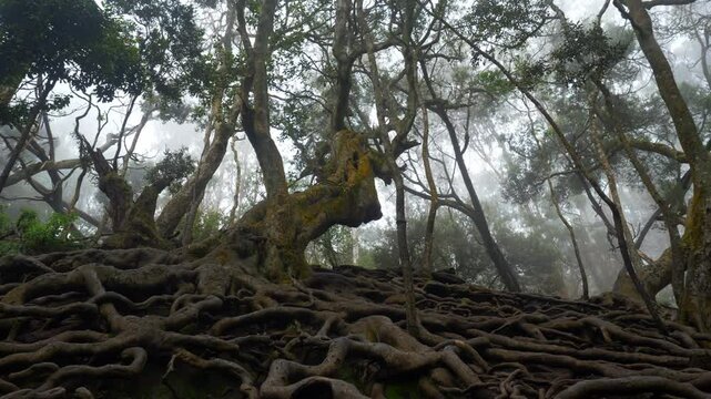 Giant twisted roots above the ground in tropical forest in Guna Cave, Kodaikanal, Tamil Nadu