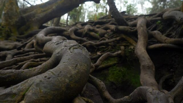 Giant tree roots above the ground in tropical forest in Guna Cave, Kodaikanal, Tamil Nadu