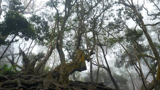 Camera reveals giant twisted tree roots above the ground in tropical forest in famous tourist destination Guna Cave in Kodaikanal, Tamil Nadu