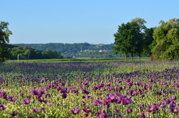 field of flowers