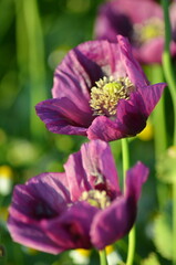 A close-up view of a blooming field of purple poppies in the Czech countryside, illuminated by beautiful soft morning light. 