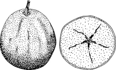 Hand drawn, engraving fresh pears. Pear outline drawing for label, poster, print	