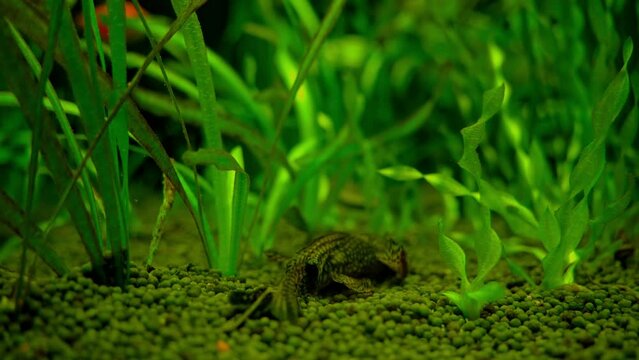Spotted fish in the bottom of water