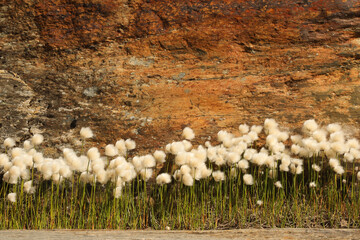 Svartisen Gletscher, Norwegen