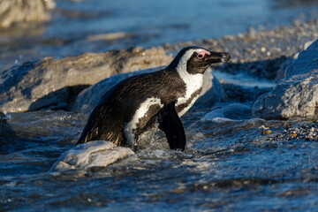 African penguin (Spheniscus demersus), or Cape penguin or South African penguin. Stony Point Nature Reserve. Betty's Bay.  Western Cape. South Africa