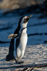 African penguin (Spheniscus demersus), or Cape penguin or South African penguin. Stony Point Nature Reserve. Betty's Bay.  Western Cape. South Africa