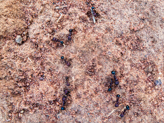termite ant macro on the ground, in the sand