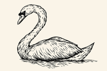 Hand drawn swan in sketch style. Monochrome vector bird illustration isolated on white background.