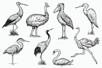 Set hand drawn crane, swan, stork, shoebill, cassowary, ostrich, heron in sketch style. Monochrome vector birds illustration isolated on white background.