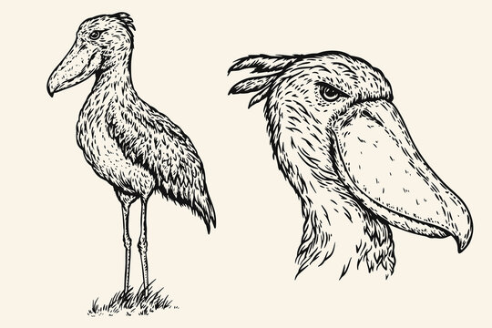Hand drawn shoebill bird in sketch style. Monochrome vector illustration isolated on white background.