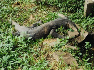 A Monitor lizard (Asian water monitor) is lying in the sun.