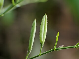 bitter plant seeds (Andrographis paniculata) blur background