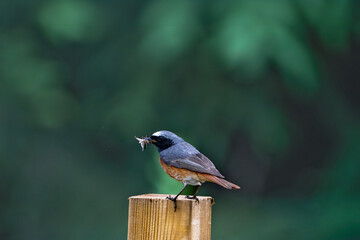 Redstart