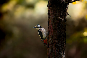 great woodpecker