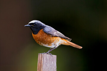 Redstart