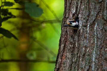 great woodpecker